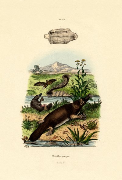 Duck-Billed Platypus by French School